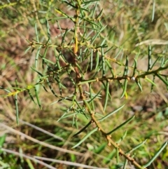 Acacia genistifolia at Gungaderra Grasslands - 20 Mar 2024