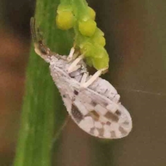 Heteroconis ornata (a dusty lacewing) at Bruce Ridge - 18 Mar 2024 by ConBoekel