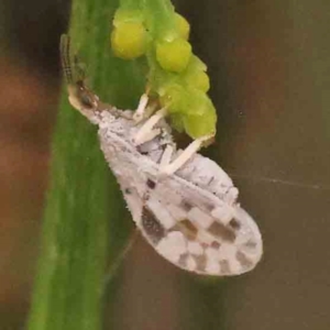 Heteroconis ornata at Bruce Ridge - 18 Mar 2024 01:50 PM