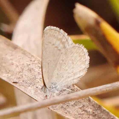 Zizina otis (Common Grass-Blue) at O'Connor, ACT - 18 Mar 2024 by ConBoekel