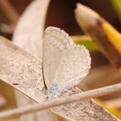 Zizina otis (Common Grass-Blue) at O'Connor, ACT - 18 Mar 2024 by ConBoekel