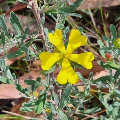 Hibbertia obtusifolia (Grey Guinea-flower) at Mount Rogers - 19 Mar 2024 by WalkYonder