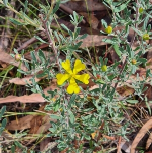 Hibbertia obtusifolia at Mount Rogers - 19 Mar 2024