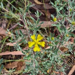 Hibbertia obtusifolia at Mount Rogers - 19 Mar 2024