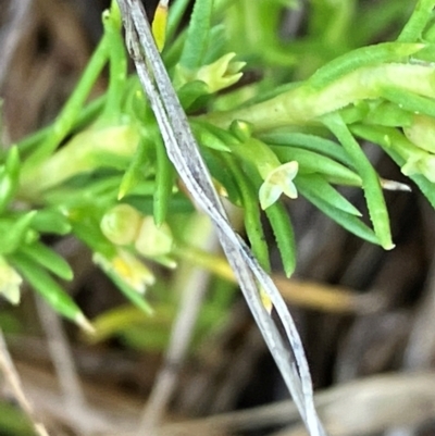 Scleranthus fasciculatus (Knawel) at Hall, ACT - 20 Mar 2024 by strigo