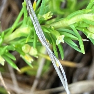 Scleranthus fasciculatus at Hall, ACT - 20 Mar 2024