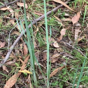 Dianella revoluta var. revoluta at Hall, ACT - 20 Mar 2024