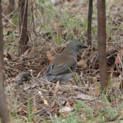 Colluricincla harmonica (Grey Shrikethrush) at Hall, ACT - 20 Mar 2024 by Anna123