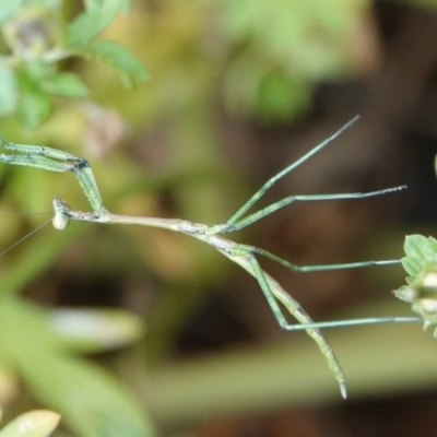 Unidentified Praying mantis (Mantodea) at Hall, ACT - 20 Mar 2024 by Anna123