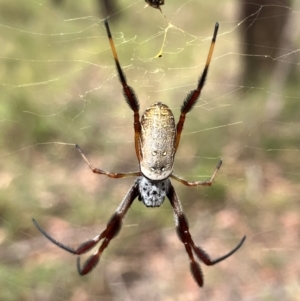 Trichonephila edulis at Hall, ACT - 20 Mar 2024