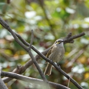 Caligavis chrysops at Hall, ACT - 20 Mar 2024