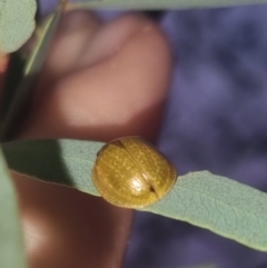 Paropsisterna cloelia (Eucalyptus variegated beetle) at Bungendore, NSW - 20 Mar 2024 by clarehoneydove