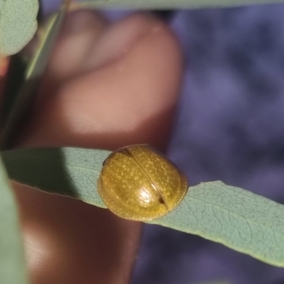 Paropsisterna cloelia (Eucalyptus variegated beetle) at Bungendore, NSW - 20 Mar 2024 by clarehoneydove