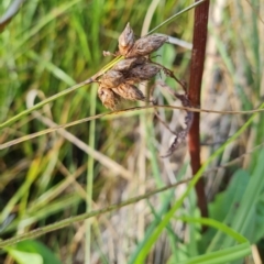 Bolboschoenus (genus) (A Rush/Sedge) at Macgregor, ACT - 20 Mar 2024 by WalkYonder