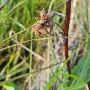 Bolboschoenus sp. at Macgregor, ACT - 20 Mar 2024