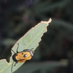 Cadmus (Cadmus) litigiosus (Leaf beetle) at Bungendore, NSW - 20 Mar 2024 by clarehoneydove