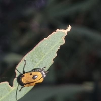 Cadmus (Cadmus) litigiosus (Leaf beetle) at Bungendore, NSW - 20 Mar 2024 by clarehoneydove