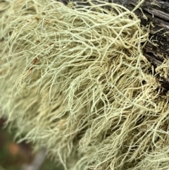 Usnea sp. (genus) (Bearded lichen) at Hall, ACT - 20 Mar 2024 by strigo