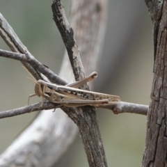 Austracris guttulosa (Spur-throated Locust) at Hall, ACT - 20 Mar 2024 by Anna123