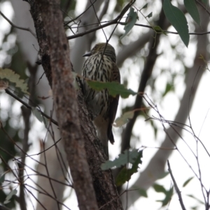 Oriolus sagittatus at Hall, ACT - 20 Mar 2024