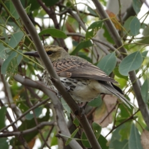 Oriolus sagittatus at Hall, ACT - 20 Mar 2024 12:03 PM