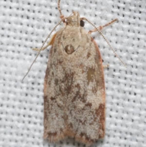 Garrha phoenopis at Freshwater Creek, VIC - 11 Feb 2024