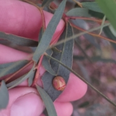 Paropsis obsoleta at QPRC LGA - 20 Mar 2024