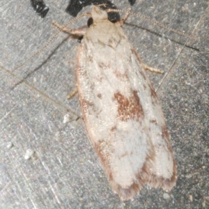 Garrha phoenopis at Freshwater Creek, VIC - 12 Feb 2024