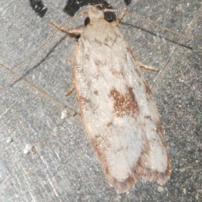 Garrha phoenopis (Garrha phoenopis) at Freshwater Creek, VIC - 11 Feb 2024 by WendyEM