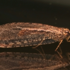 Stenosmylus tenuis (Osmylid lacewing) at Ainslie, ACT - 17 Mar 2024 by jb2602