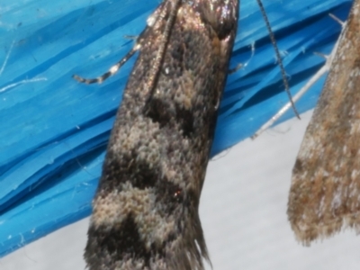 Barea zygophora (Concealer Moth) at WendyM's farm at Freshwater Ck. - 12 Feb 2024 by WendyEM