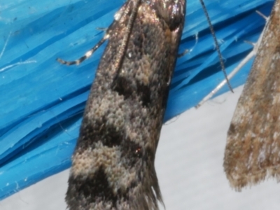 Barea zygophora (Concealer Moth) at WendyM's farm at Freshwater Ck. - 11 Feb 2024 by WendyEM