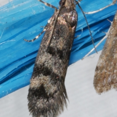 Barea zygophora (Concealer Moth) at WendyM's farm at Freshwater Ck. - 11 Feb 2024 by WendyEM