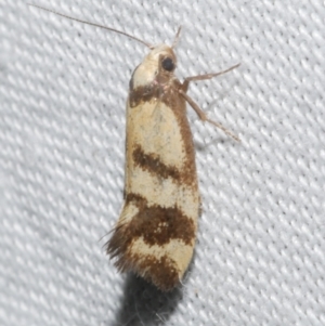 Olbonoma triptycha at Freshwater Creek, VIC - 11 Feb 2024