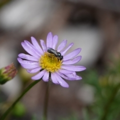 Lasioglossum (Homalictus) sp. (genus & subgenus) (Furrow Bee) at Hall, ACT - 20 Mar 2024 by Anna123