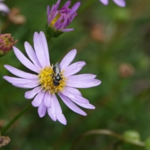 Lasioglossum (Homalictus) sp. (genus & subgenus) at Hall, ACT - 20 Mar 2024