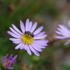 Lasioglossum (Homalictus) sp. (genus & subgenus) at Hall, ACT - 20 Mar 2024