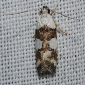 Ardozyga abruptella at Freshwater Creek, VIC - 11 Feb 2024