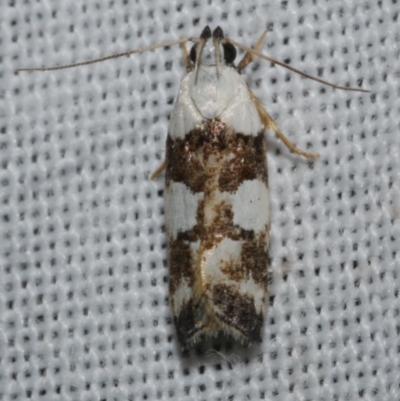 Ardozyga abruptella (A Gelechioid moth) at WendyM's farm at Freshwater Ck. - 11 Feb 2024 by WendyEM