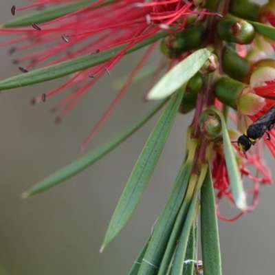 Hylaeus (Prosopisteron) sp. (genus & subgenus) (Masked Bee) at Hall, ACT - 13 Mar 2024 by Anna123