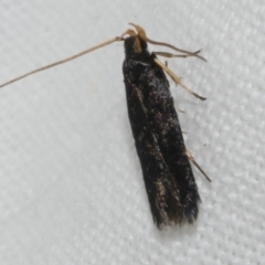 Lecithocera terrigena (Lecithocera terrigena) at Freshwater Creek, VIC - 11 Feb 2024 by WendyEM