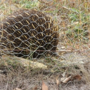 Tachyglossus aculeatus at Sutton, NSW - 20 Mar 2024