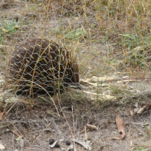 Tachyglossus aculeatus at Sutton, NSW - 20 Mar 2024