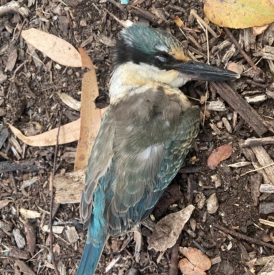 Todiramphus sanctus (Sacred Kingfisher) at Canberra, ACT - 17 Mar 2024 by JohnGiacon