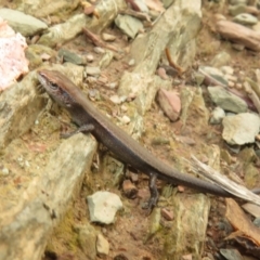 Lampropholis delicata (Delicate Skink) at Sutton, NSW - 20 Mar 2024 by Christine