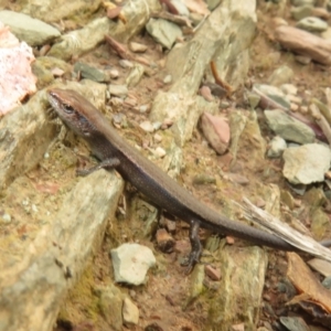 Lampropholis delicata at Sutton, NSW - 20 Mar 2024 12:00 PM