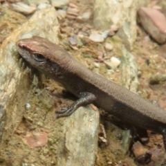 Lampropholis delicata at Sutton, NSW - 20 Mar 2024