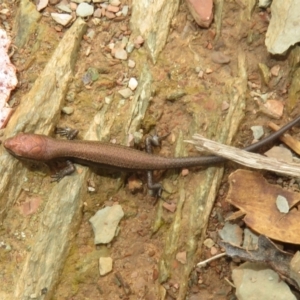 Lampropholis delicata at Sutton, NSW - 20 Mar 2024 12:00 PM