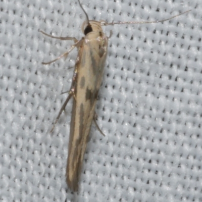 Stathmopoda hyposcia (A Gelechioid moth) at Freshwater Creek, VIC - 11 Feb 2024 by WendyEM