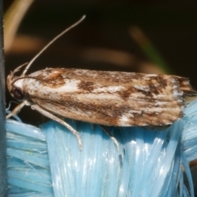 Clerarcha dryinopa (Xyloryctidae) at WendyM's farm at Freshwater Ck. - 11 Feb 2024 by WendyEM